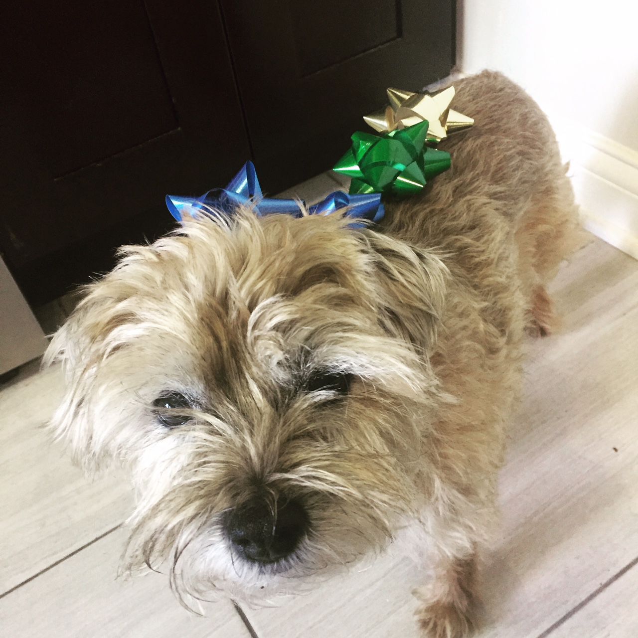 The Times Cutest Pets of Winter 2018